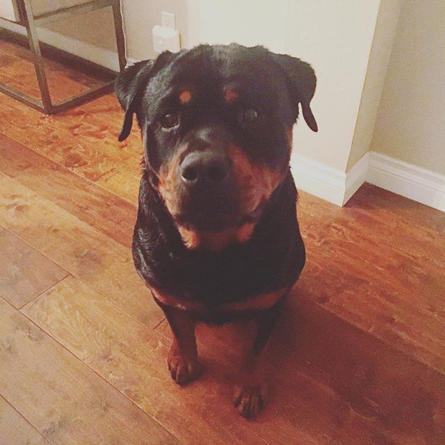 HRH Hendrix enjoyed an evening swim followed by a mud treatment, a spa bath, and a blow dry. #highmaintenance [instagram]