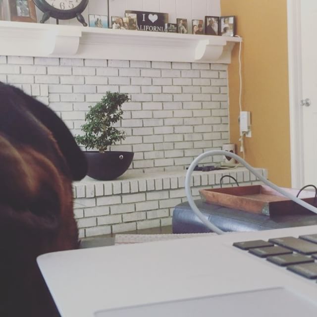 I can't code until HRH Hendrix has been pampered. Meanwhile, poor Kingston, still recovering from his tummy trouble from 3am this morning. [instagram]