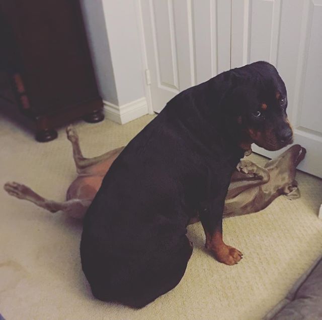 "I didn't do nothin'," says Hendrix who is curiously standing over his bro, spread-eagled on the carpet. #brothersfromanothermother [instagram]