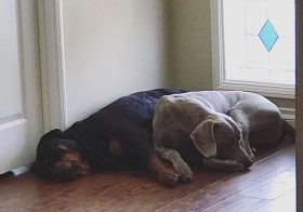 Big Bro sent me the saddest photo… The boys are waiting by the foyer, hoping I return soon.  Miss them and their antics already. [instagram]