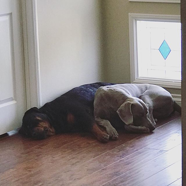 Big Bro sent me the saddest photo... The boys are waiting by the foyer, hoping I return soon.  Miss them and their antics already. [instagram]