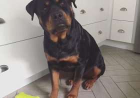 What do you mean by "only one treat" hmmm? – HRH Hendrix #latergram [instagram]