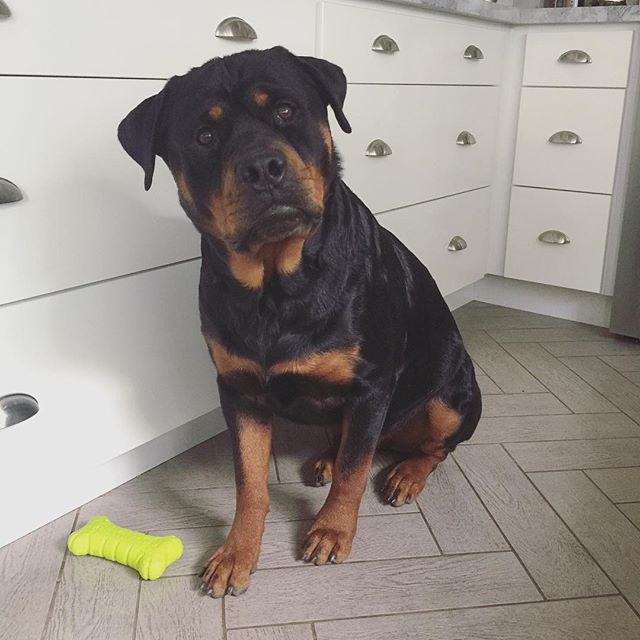 What do you mean by "only one treat" hmmm? – HRH Hendrix #latergram [instagram]