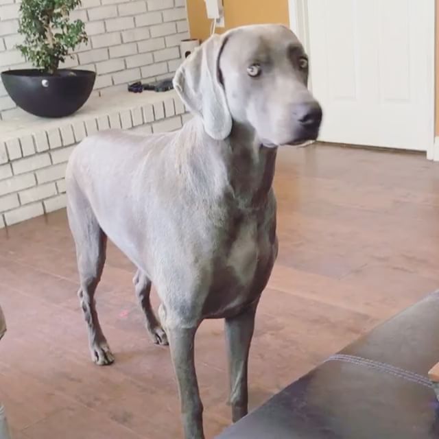 When you wanna go ballistic with the carpet installers, but your pops and watching+filming you... [instagram]