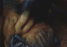 Is it #tbt yet? No? Oh, here's Hendrix snoring during naptime anyway. Lol [instagram]