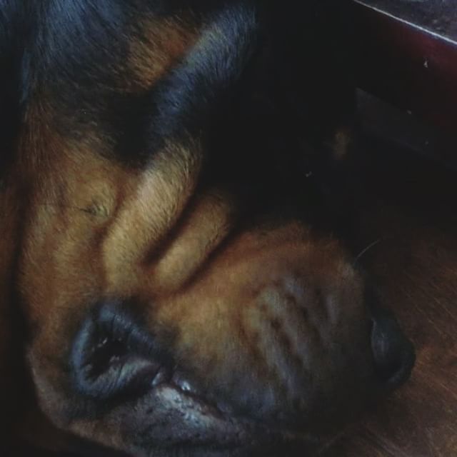 Is it #tbt yet? No? Oh, here's Hendrix snoring during naptime anyway. Lol [instagram]