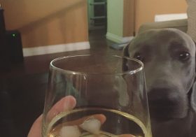 Sir Kingston didn't care for this 15yr old single malt. It's 18 or older for him. Meanwhile, bro & I are grateful everyday. #glenfiddich #scotch [instagram]