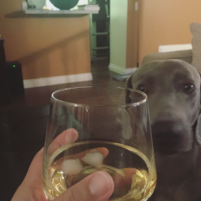 Sir Kingston didn't care for this 15yr old single malt. It's 18 or older for him. Meanwhile, bro & I are grateful everyday. #glenfiddich #scotch [instagram]
