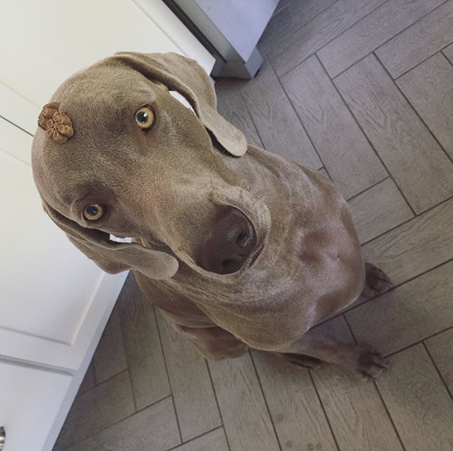 Other than eating his bro's , the amazing Kingston can also do these... 🤣 [instagram]
