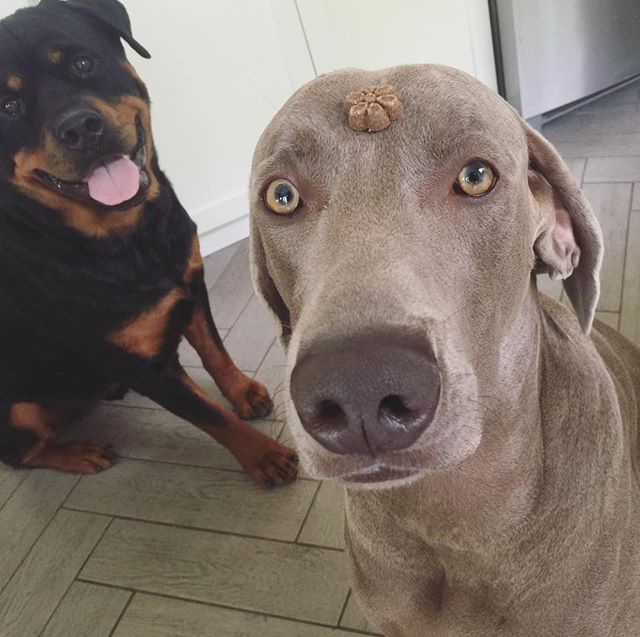 Sometimes, Hendrix & I like to pick on the little guy. Sorry Kingston! [instagram]