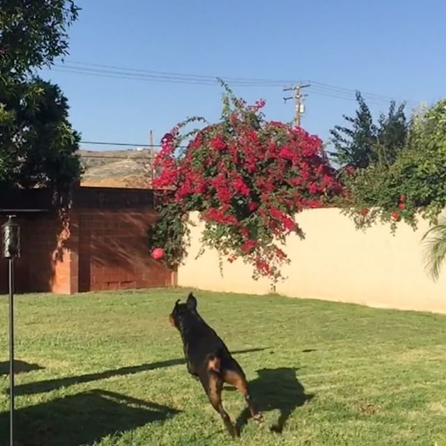 Hendrix, the 100+lbs ball fetching machine! He can play for 15mins before passing out lol #tbt [instagram]