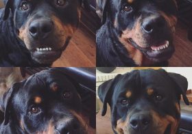 The (happy) faces of Hendrix. [instagram]