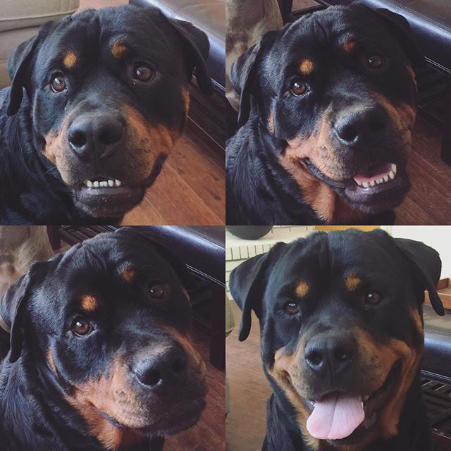 The (happy) faces of Hendrix. [instagram]