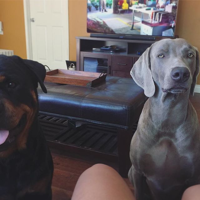 When I ask, “who wants a treat?” Someone doesn’t always believe it’s gonna happen.  Miss these boys! [instagram]