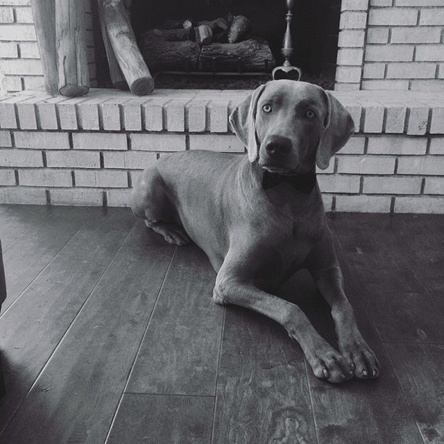 I participated in that 7 Day B&W photo challenge last week and it was pretty much the Kingston & Hendrix Show.  Miss those boys! [instagram]