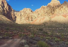Black Velvet from Trails of Glory. #tbt #trailrunningvegas [instagram]