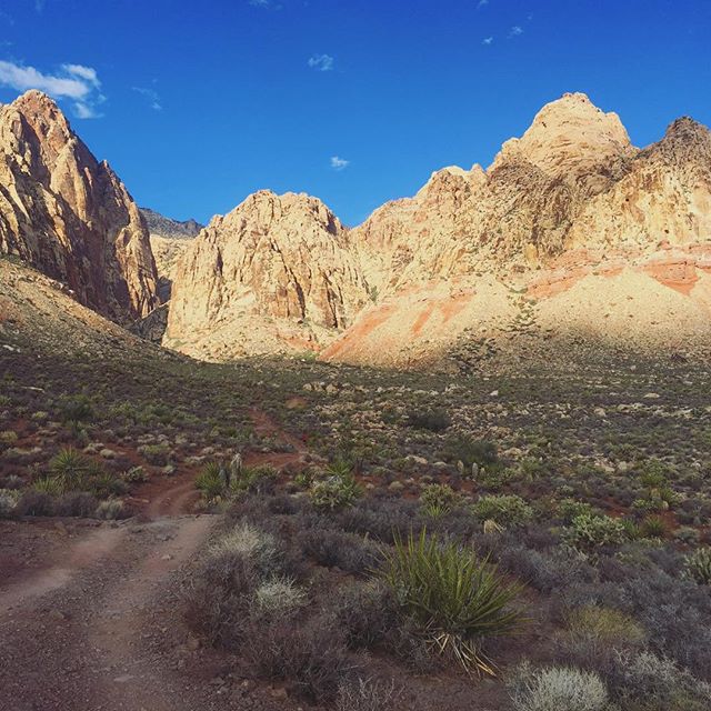 Black Velvet from Trails of Glory. #tbt #trailrunningvegas [instagram]