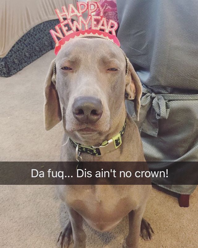 Kingston earlier in the year when I duped him to wear the tiara. Swipe to see our FaceTime this evening... during my trail run in the desert! Lol [instagram]