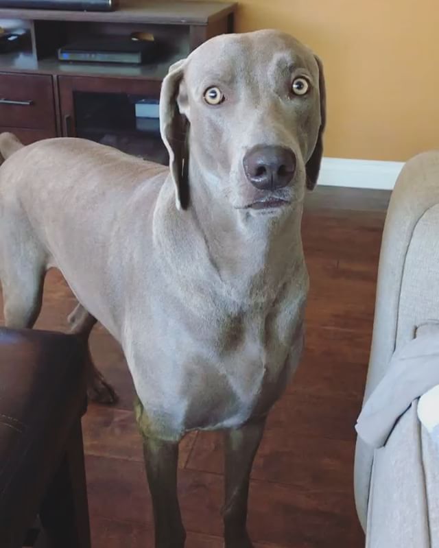 When your bro Hendrix goes out for a walk with pops and you’re left behind... 🤣 [instagram]
