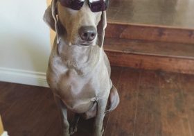 T minus 5 days and counting! #weimaraner [instagram]