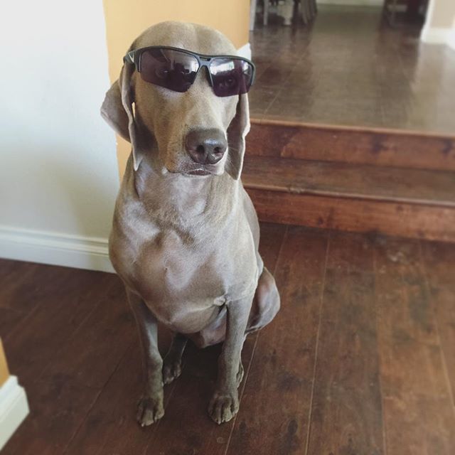 T minus 5 days and counting! #weimaraner [instagram]