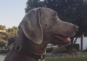 T minus 2 days and counting… #weimaraner [instagram]