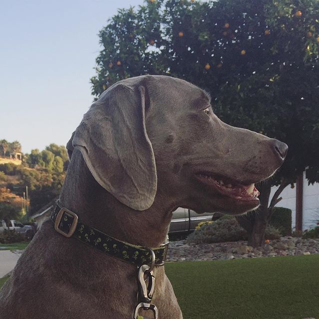 T minus 2 days and counting... #weimaraner [instagram]