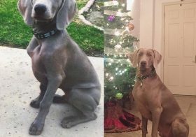 T minus 1 day and counting… #weimaranersofinstagram [instagram]