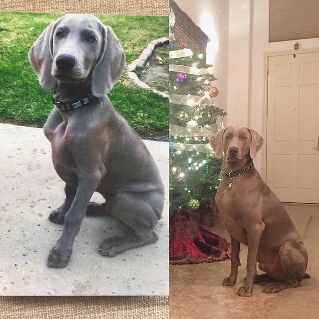 T minus 1 day and counting... #weimaranersofinstagram [instagram]