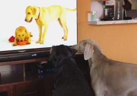 T minus 3 days and counting… #weimaranerlove [instagram]