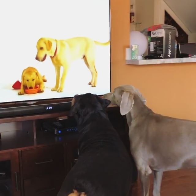 T minus 3 days and counting... #weimaranerlove [instagram]