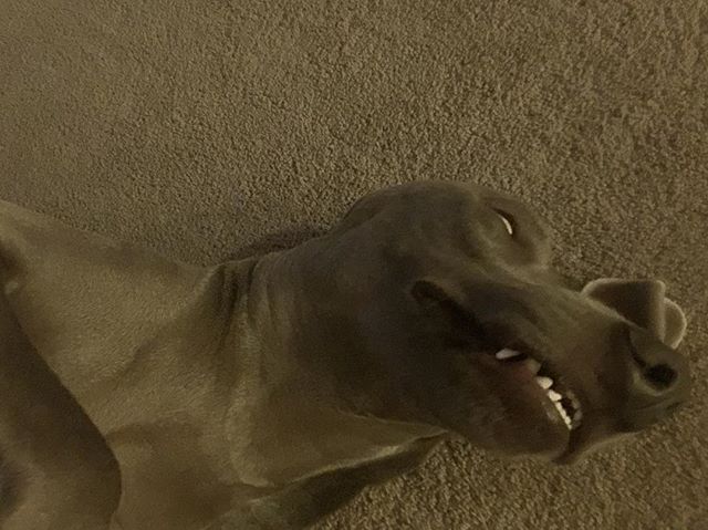 Do not be alarmed. He’s not possessed. Just passed out from ribeye bones. #weimaraner [instagram]
