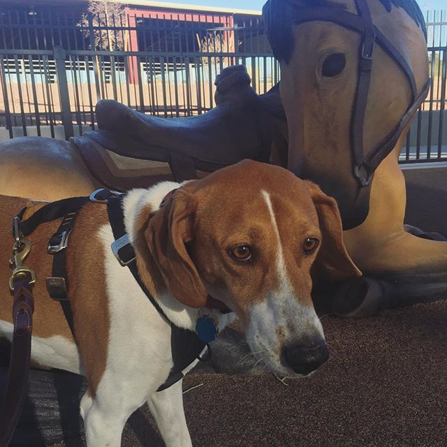 Last run with Ella this morning at Lone Mountain Equestrian Park. She didn’t care for the toy horse; she wanted to watch the real ones training. Lol [instagram]