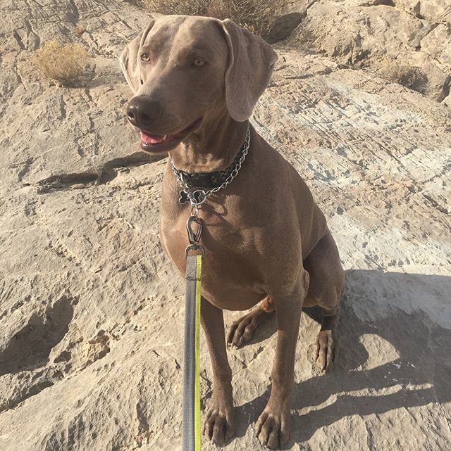 Christmas Eve means short run and red wine; though, Kingston didn’t care for a Pinot noir. He prefers a red with more tannins lol. #bougydoggo [instagram]