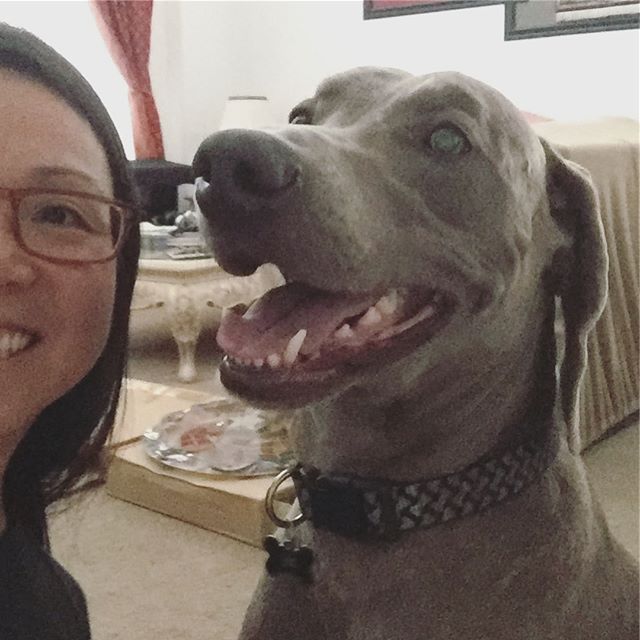 Countdown over! It’s K-Day! #weimaraner [instagram]