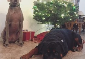 We had our tree up this time last year! This year, no tree yet. Lol #tbt [instagram]