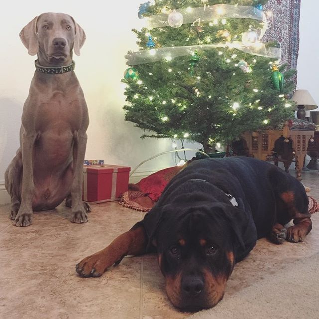 We had our tree up this time last year! This year, no tree yet. Lol #tbt [instagram]