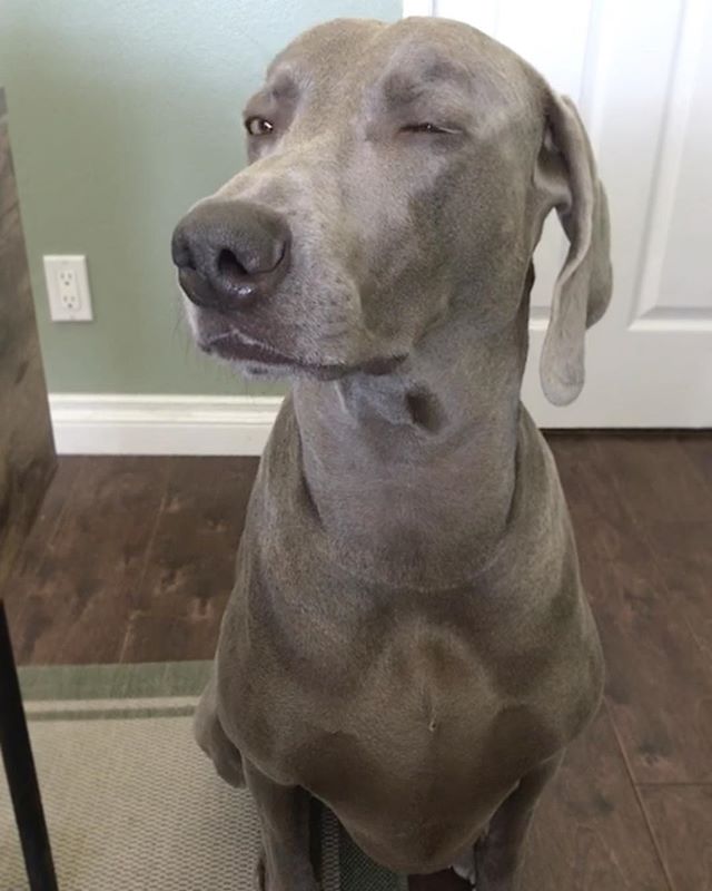 Kingston ain’t buying no shyte from anyone. lol #dogsofinstagram [instagram]