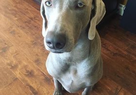 “Kingston the Skeptic”  #weimaraner #dogsofinstagram #weimaraner_feature #latergram [instagram]