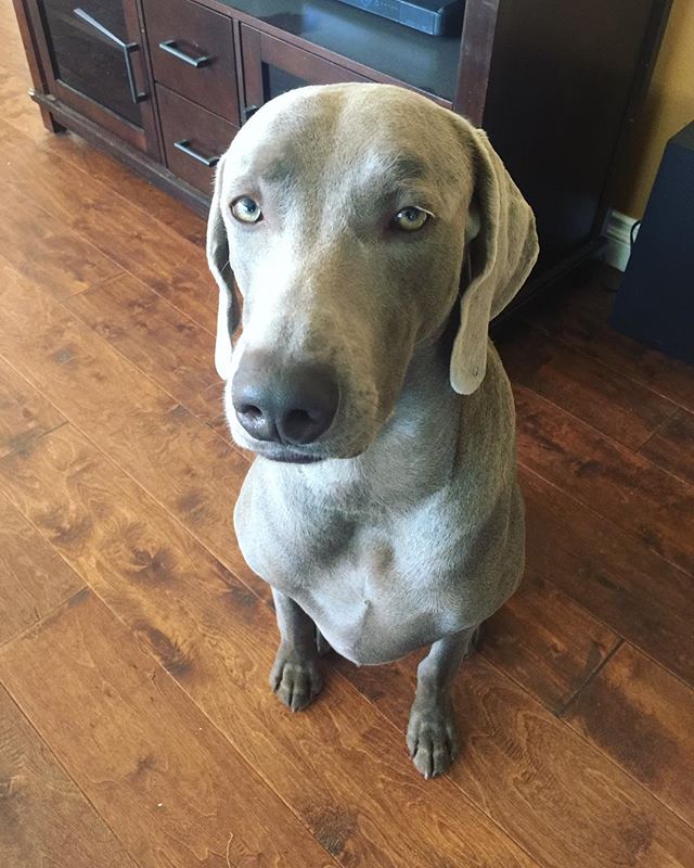 “Kingston the Skeptic”  #weimaraner #dogsofinstagram #weimaraner_feature #latergram [instagram]