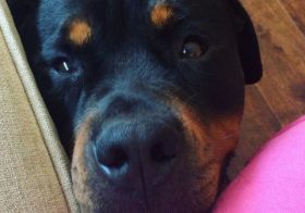 Rottweiler love. #tbt #dogsofinstagram [instagram]