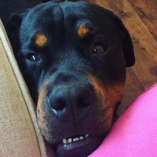 Rottweiler love. #tbt #dogsofinstagram [instagram]