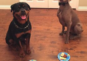 #tbt Who was too cool for his 1st birfday?  Hint: The one in the bougy bow tie lol [instagram]