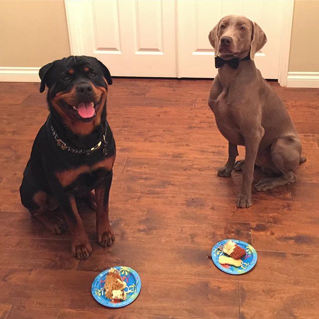 #tbt Who was too cool for his 1st birfday?  Hint: The one in the bougy bow tie lol [instagram]