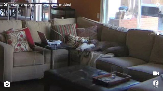 Look closely and you’ll see Kingston passed out on the couch from a programming all-nighter. 🧐 [instagram]