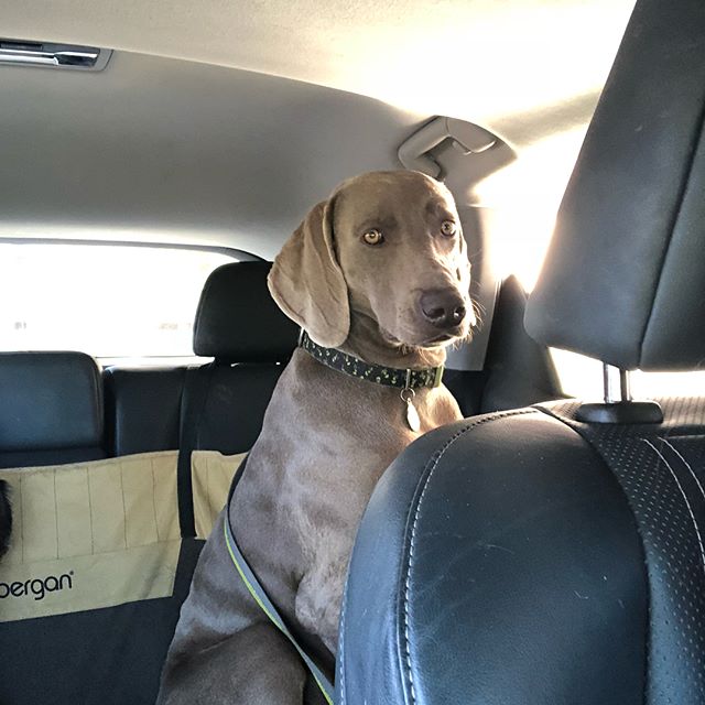 Burrito drive-thru with the boys. Good thing I put pants on, had to pump gas in sis’ car. Who leaves 2mi left in their tank?! #caburrito [instagram]