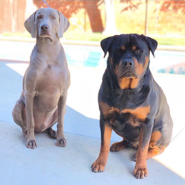 Their royal highnesses Princes Kingston Frumpy-Bumps Weimar Kemp & Hendrix von Wasser Kemp aka my bougy dog nephews. [instagram]