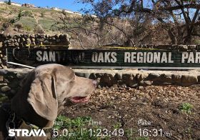 Last Saturday, Kingston and I walked to Santiago Oaks trailhead for a quick run around the trails that were devastated by #canyonfire2 Our fav routes were still closed for fire recovery and we saw a lot of the damage, but we also saw all the new growth of wildflowers at the burn areas and even spotted a deer! [instagram]