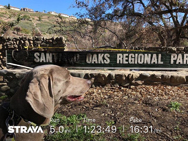 Last Saturday, Kingston and I walked to Santiago Oaks trailhead for a quick run around the trails that were devastated by #canyonfire2 Our fav routes were still closed for fire recovery and we saw a lot of the damage, but we also saw all the new growth of wildflowers at the burn areas and even spotted a deer! [instagram]