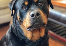 “Friday? Weekend? What is this, weekend?” —HRH Hendrix, bougy dogs of OC [instagram]